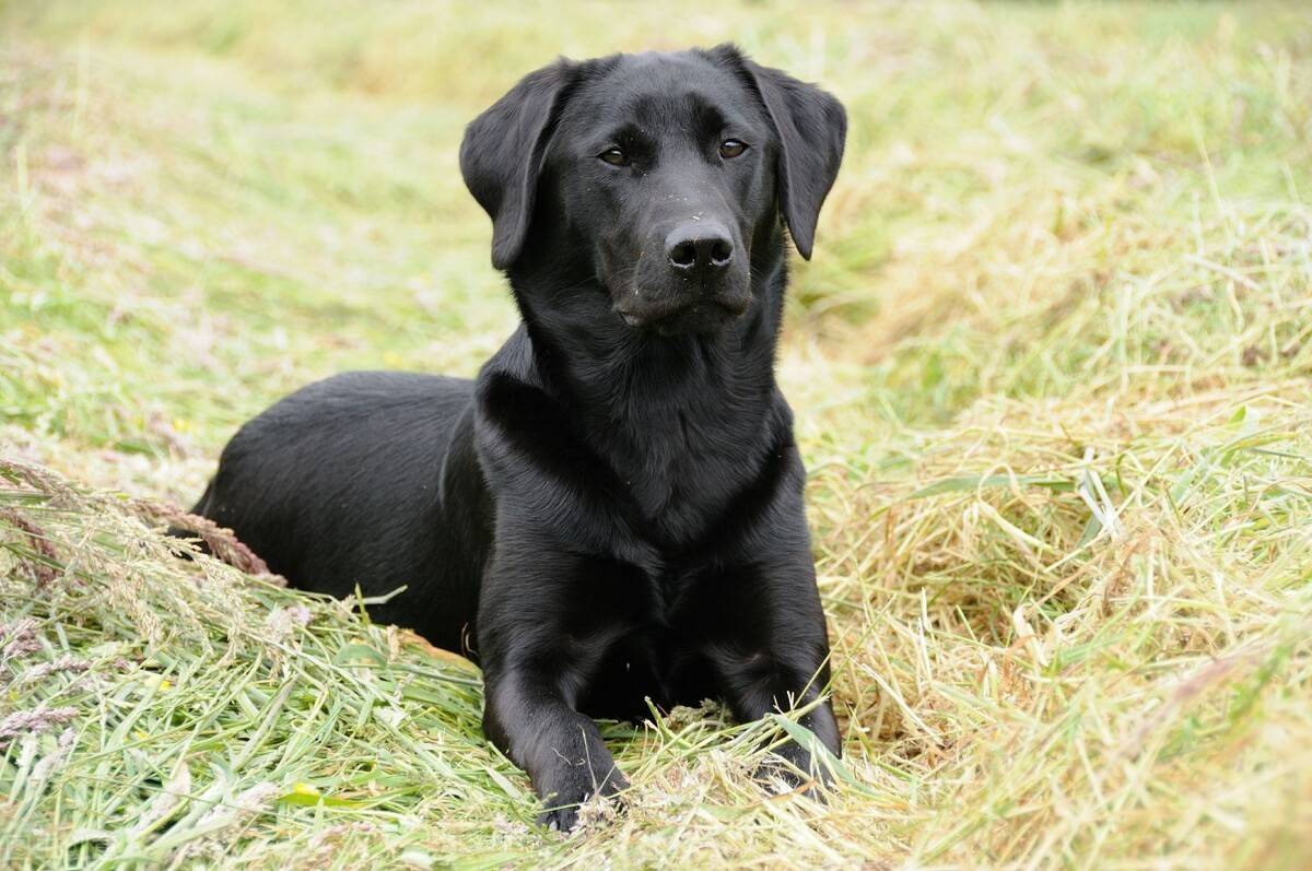为什么黑色的拉布拉多犬那么少人养?