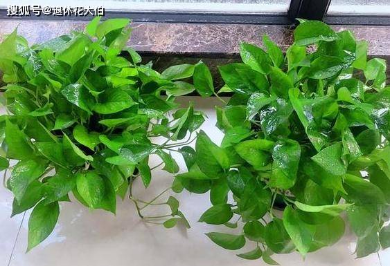 绿萝怎么养才能更旺盛叶子更大 5ca02c4ee9b74eb6a57097408358077f.jpeg