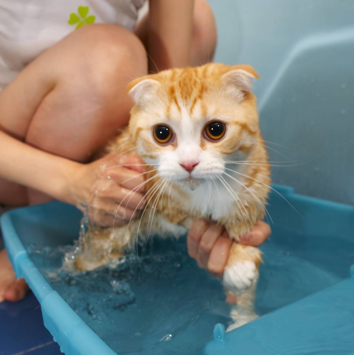 猫咪频繁"洗澡"存在5大隐患,长期下去会害了它