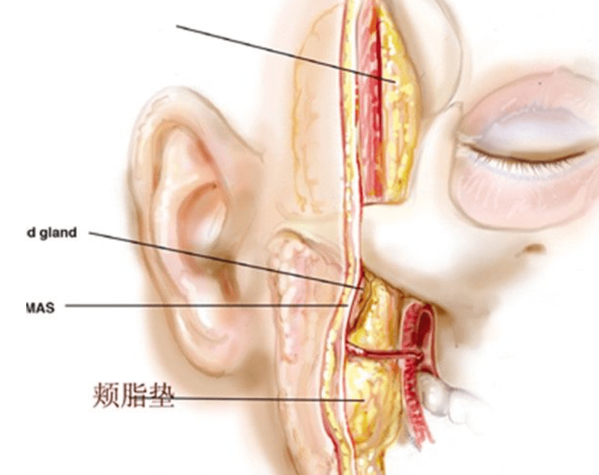 半藏|撞脸半藏森林美上天，却非要整成阿凡达，这位女明星何必呢？