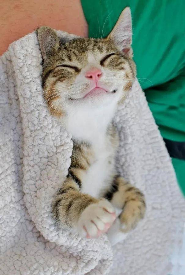 一组猫咪微笑的温暖图片:看完后心情都愉悦了