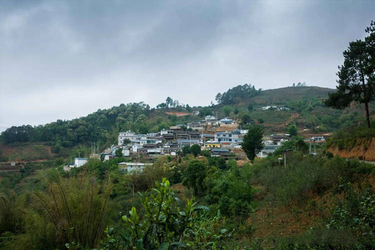 那赛茶区在勐库东半山当中的名气与坝糯不相上下,那赛茶区所管辖的三