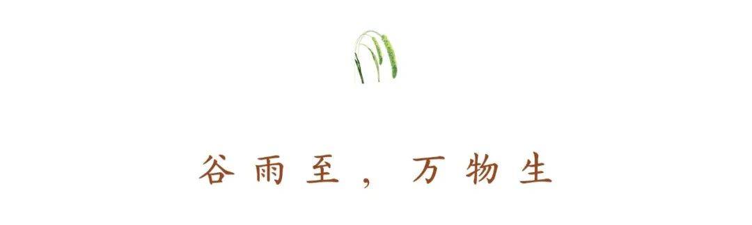 小米|150天修炼期只为这一碗米油浓稠小米粥延庆山地小米十月秋收