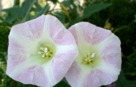 可以食用的野菜图片名称 30bfe7b977c248a28a9f210985808680.jpeg