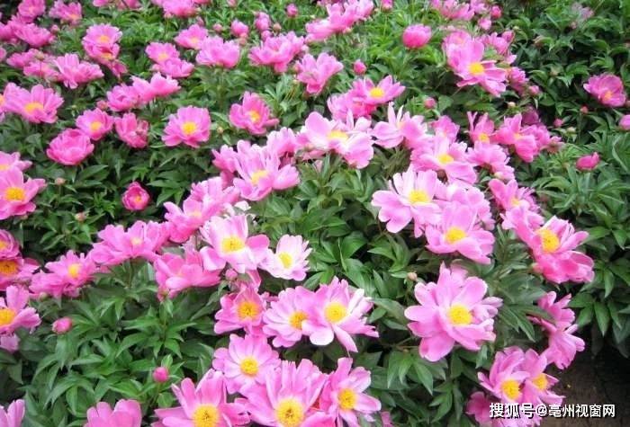 特色亳州第三十六期:亳州市花长啥样,快来看看