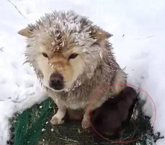 原创狗狗在雪地里冻得瑟瑟发抖却没有走,走近一看瞬间泪目了!