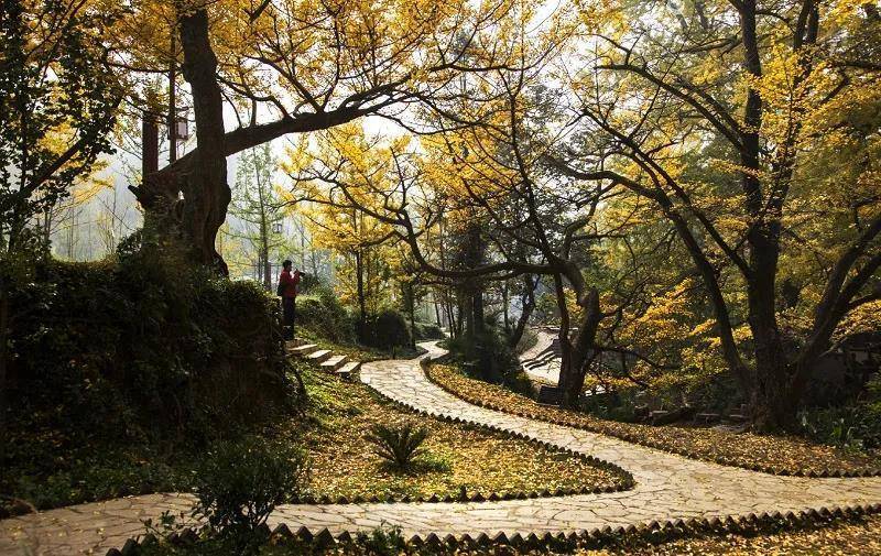 贵州也有银杏村，藏在大山深处的赏秋圣地，寻觅秋天最美景色_村民