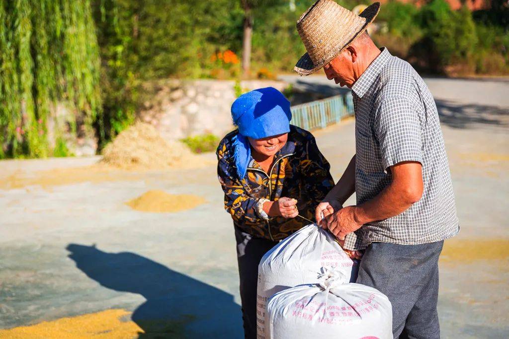 小米|150天修炼期只为这一碗米油浓稠小米粥延庆山地小米十月秋收