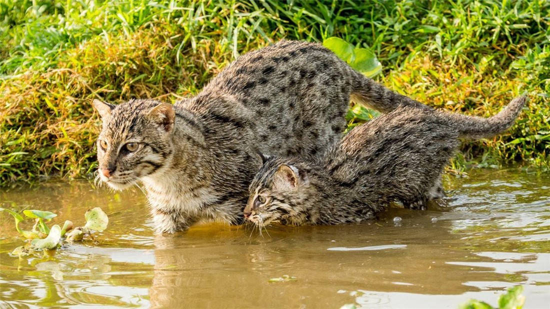 钓鱼猫教幼崽捕鱼，小猫用胡须定位，终于抓到鱼，却被公猫抢走