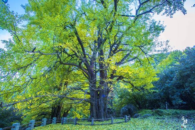 河南洛阳有一处古村，这里的银杏树有上千年的历史，秋天美极了！_白云山