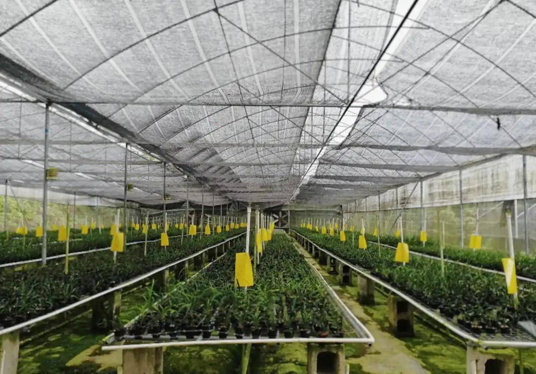 一封来自清龙兰园的邀请——兰花世界!等你来发现!_大棚