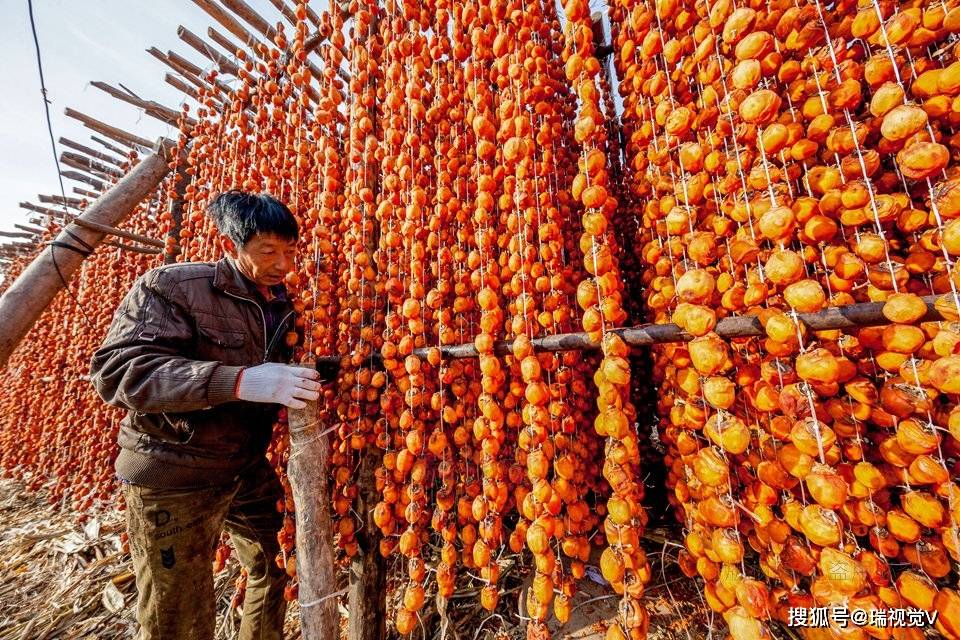 原创河北邯郸:涉县农民晒柿饼,吸引河南摄影人