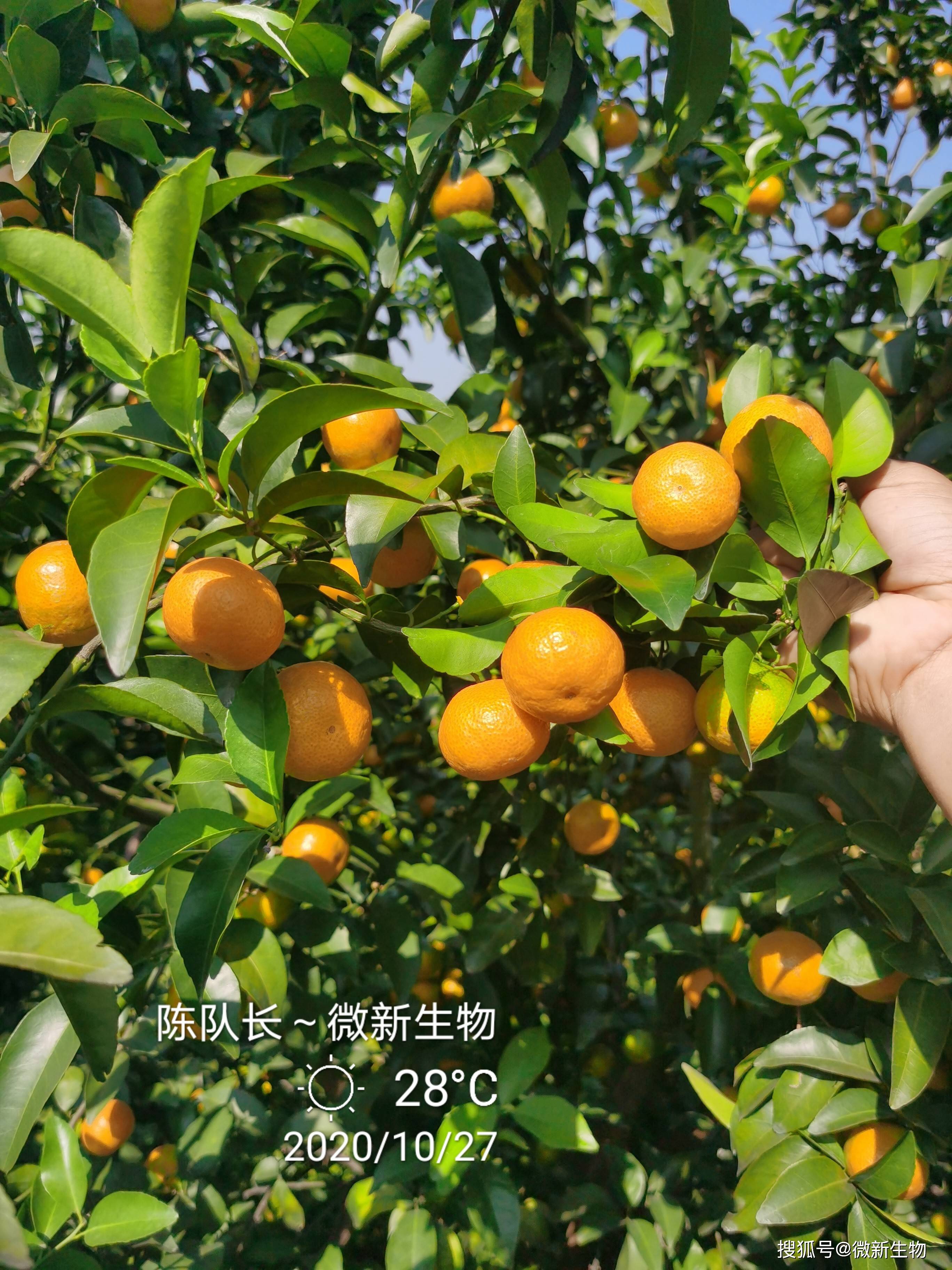 转色好快!也许是2020年鹿寨最早一批上市的砂糖橘