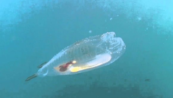 原创海底发现全身透明的鱼,原来有如此奇特生物!