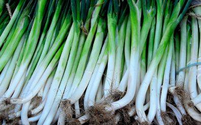 哪里的大葱适合生吃 c71b46c6fdc641a9a346447f8ddbf3d1.jpeg