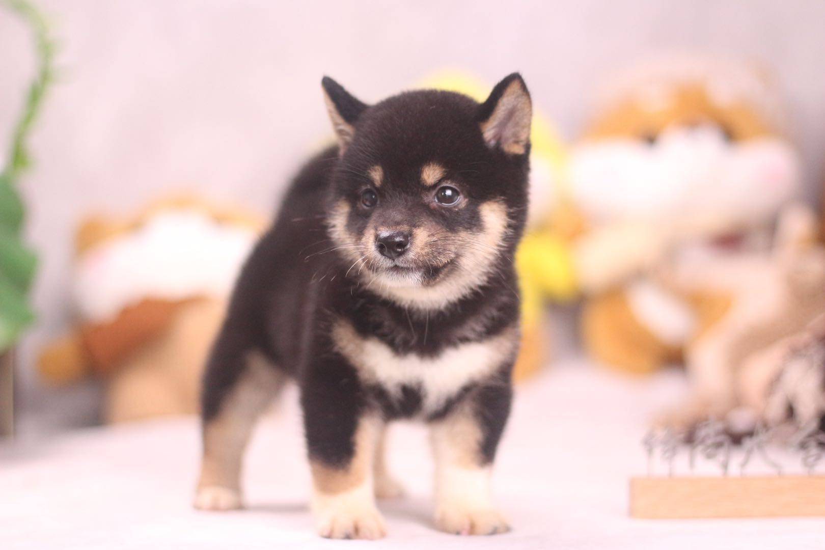 新手养狗推荐：金毛、哈士奇、柯基和柴犬哪一个好养？_搜狐网