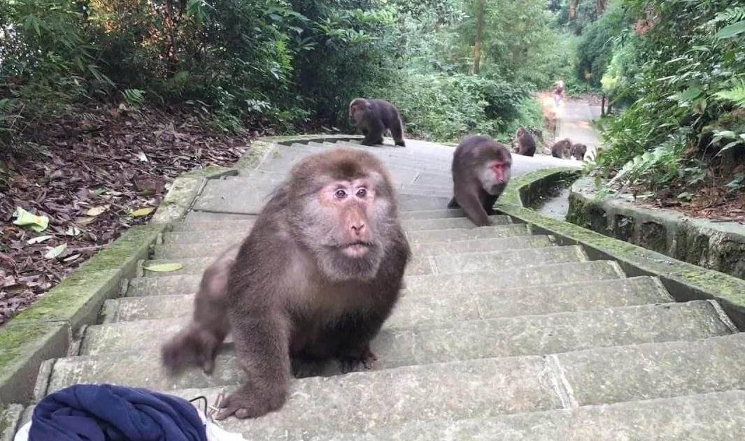 原创峨眉山的猴子太出名了,不仅数量多还调皮,但是它们最怕一个物品