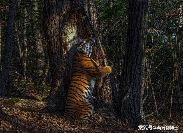 这一张"萌萌哒"老虎抱着大树"撒娇"的照片获得了2020年年度野生动物