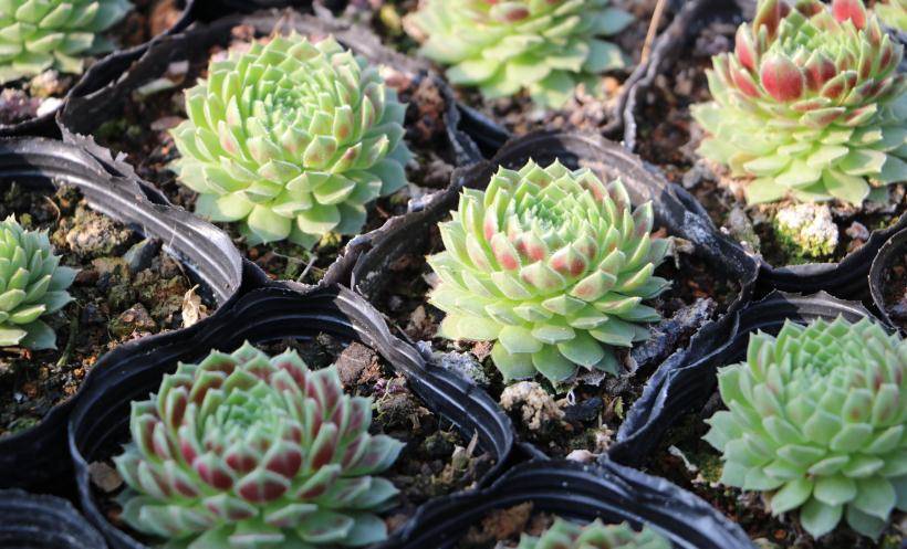 多肉叶插怎么快速生根 34ff0dedd1b846ceb8544e16958982e9.jpeg