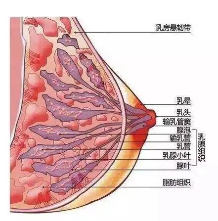 敲黑板!胸部下垂的真正原因是 韧带松懈.