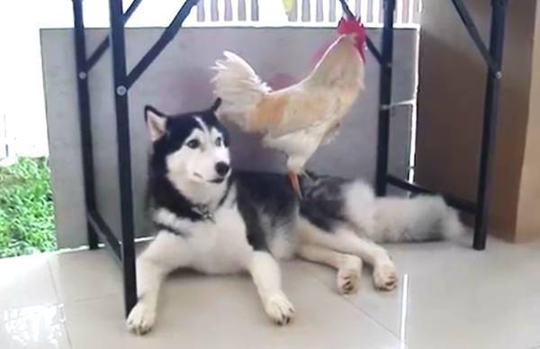 为什么叫二狗子 823d2ee047d84ffdac00dd20c91ea14a.jpeg