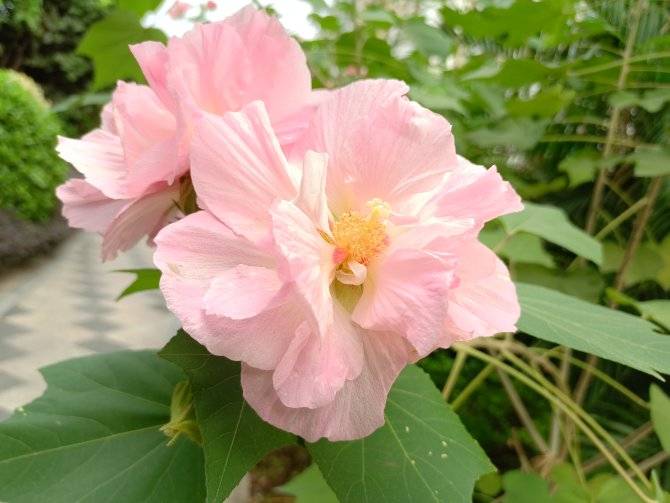 成像|红外热成像三防手机 遨游A9上手体验