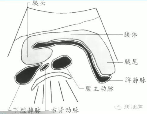 胆道系统胰腺超声检查基础及标准切面