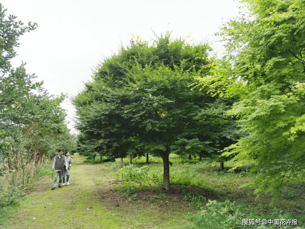 小叶鸡爪槭