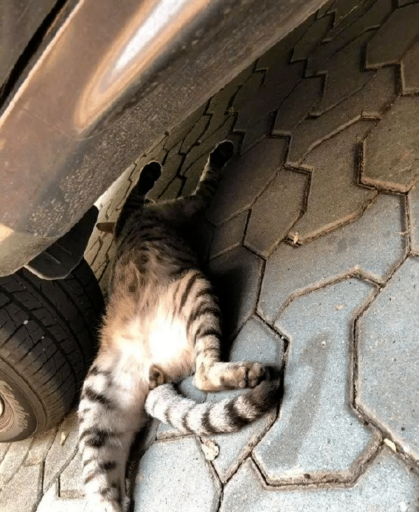 搞笑gif:这个小猫咪是来碰瓷的吗?原来是有惊无险哈哈