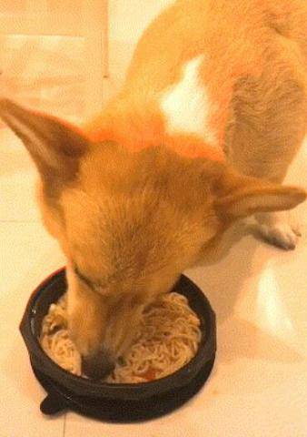 怎么看小狗有没有饿 92f5c929e33f49d391f0b3b4267bad43.jpeg