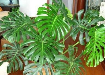 龟背竹水培多久可以土栽 eef8a6097b544f308b093d918edf35b7.jpeg