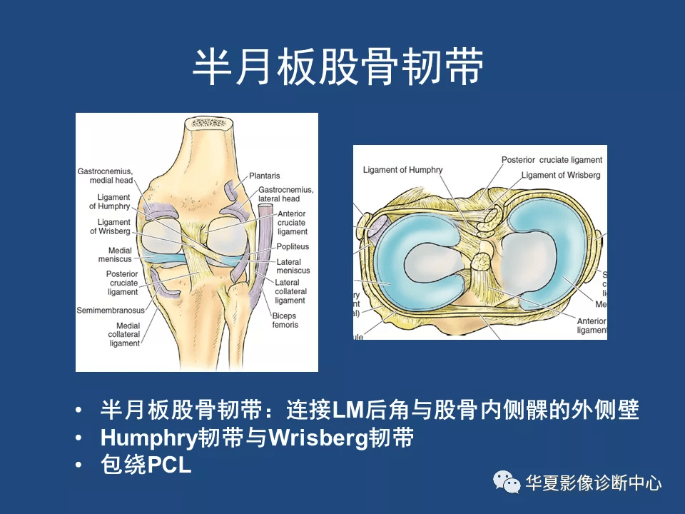 膝关节解剖详细图解