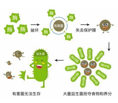 益生菌哪些你该知道的知识点