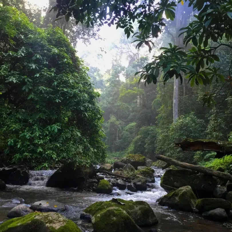 西双版纳是热带雨林生存的极限也是历经千万年形成的生命奇迹