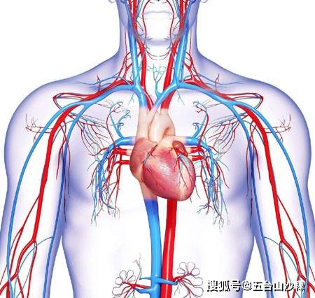 动脉,静脉和毛细血管