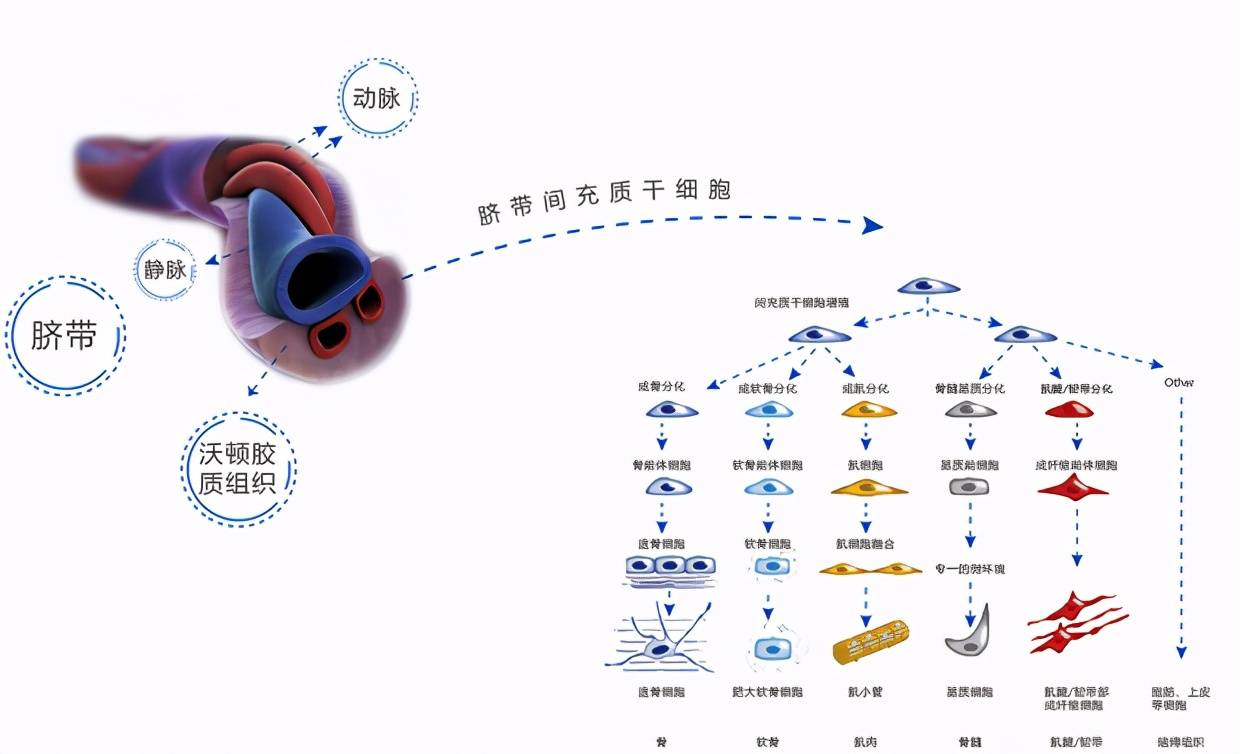 科普|干细胞,中药,西药,三者之间到底有什么区别?