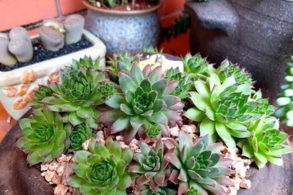 玉缀多肉多久浇一次水合适 f79fcdc0c52f4338bfc1a3d4c5674dca.jpeg