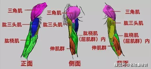 人物手臂结构怎么画