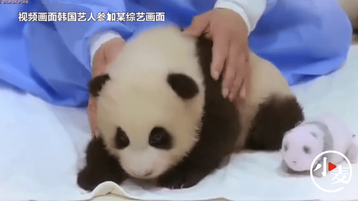 熊猫人口罩_熊猫人表情包戴口罩