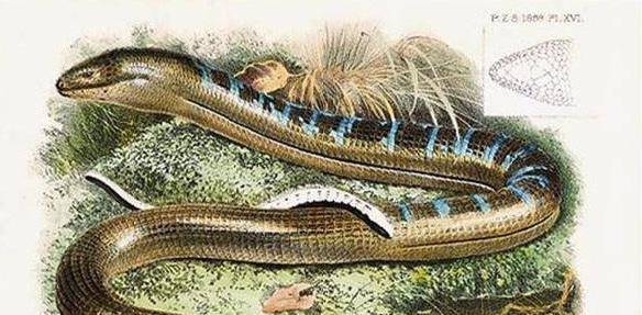 蛇是怎么变长的 1c83f93fcaf6435e980bf3f6eb730b46.jpeg