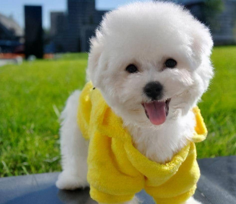 一,银狐犬