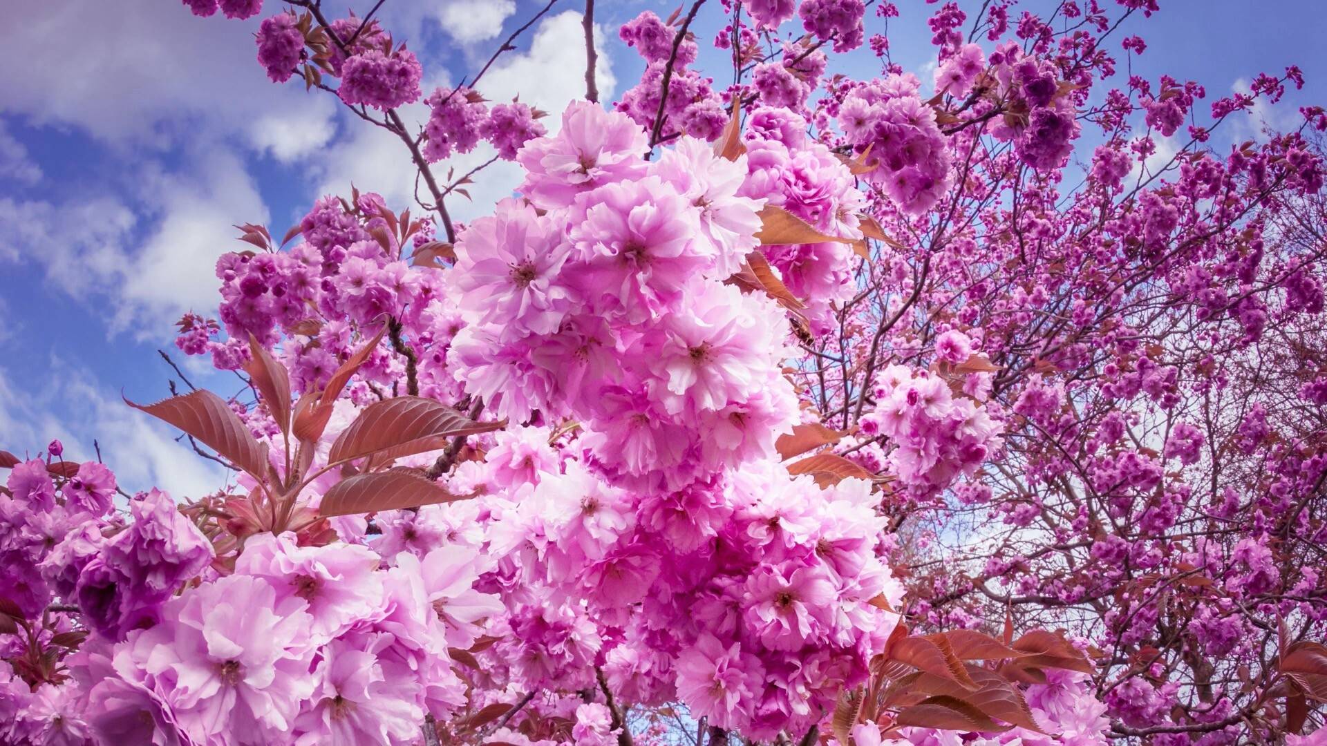 粉色的美丽樱花高清大图-macw