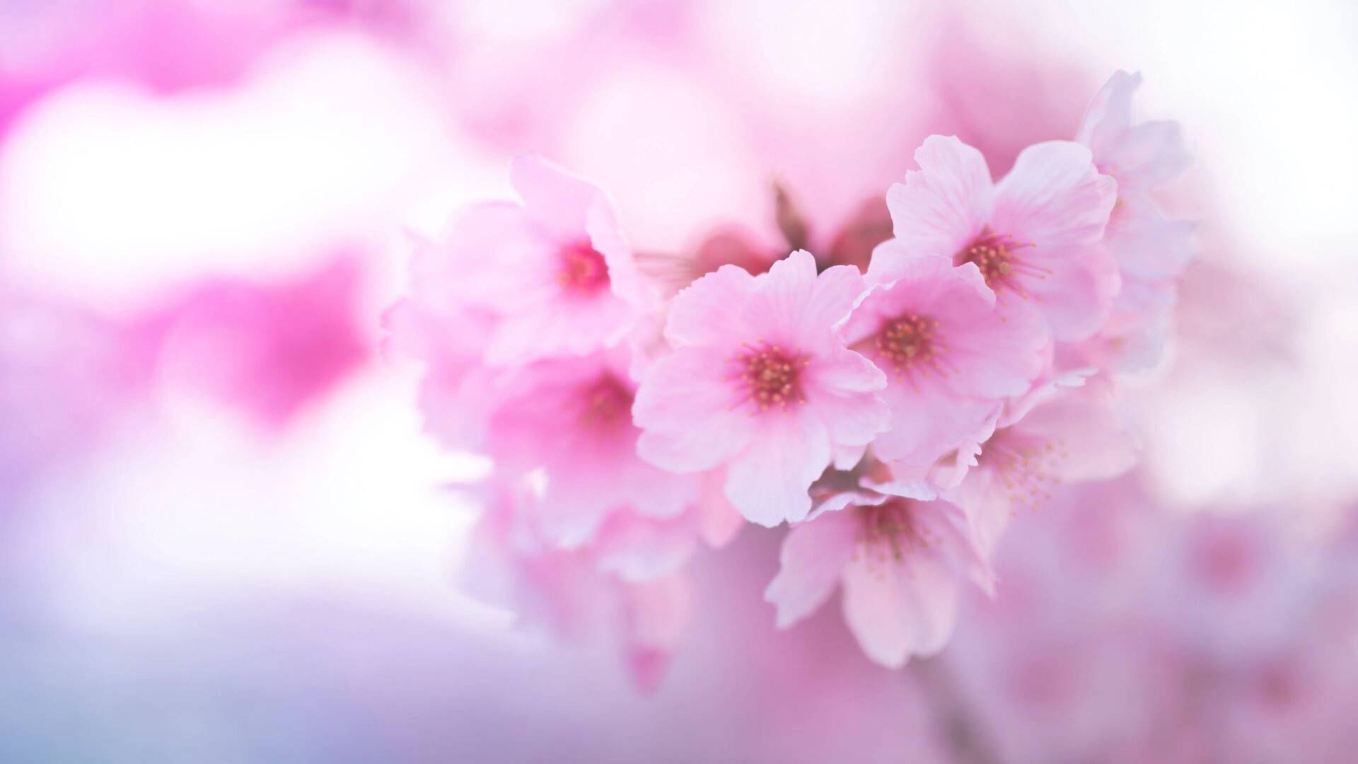 粉色的美丽樱花高清大图-macw
