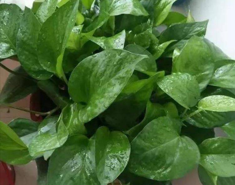 龟背竹怎么浇水多久一次 cffd7e201ec64596bb7d430317b5e294.jpeg