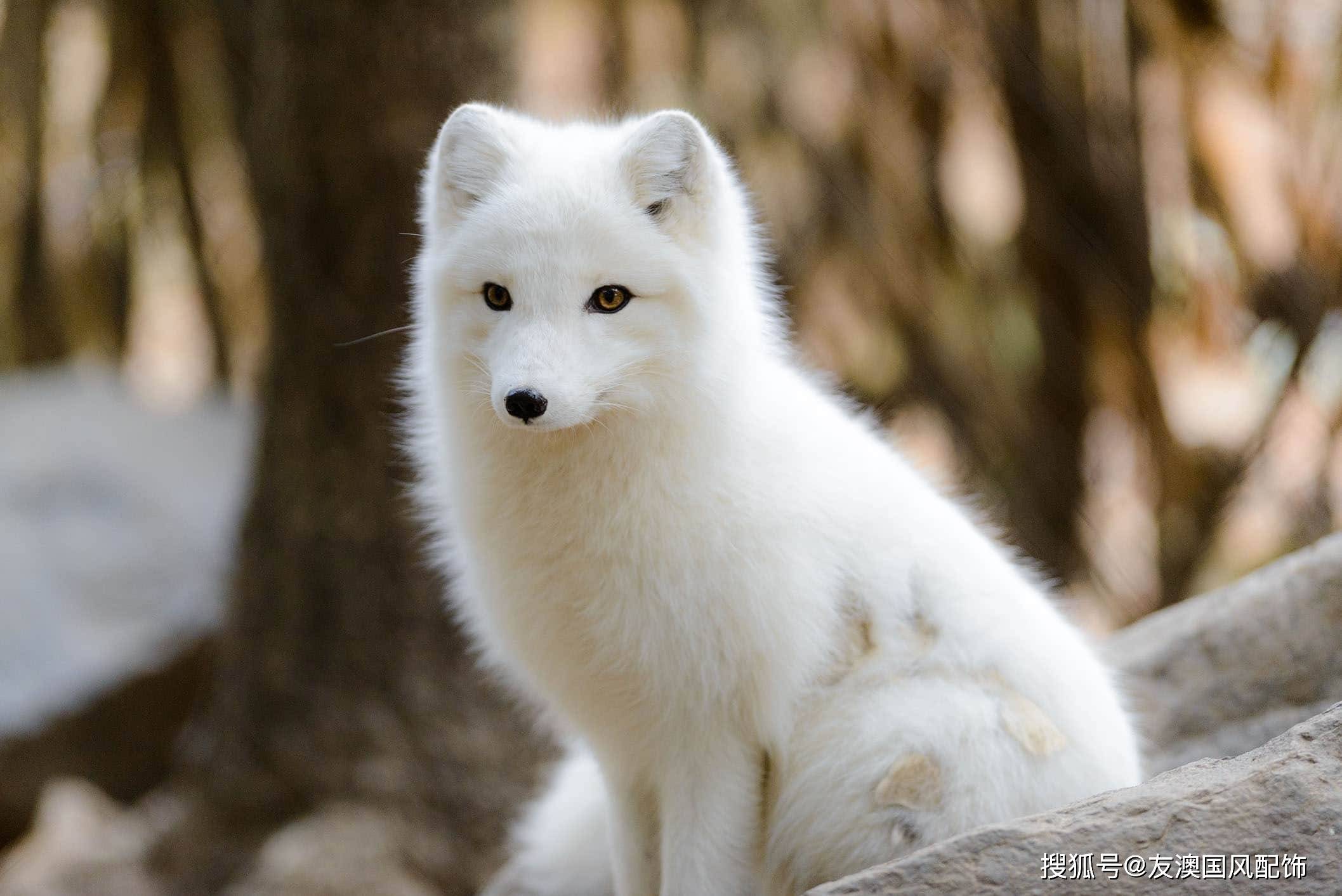 虽说狐狸精不好听但是这样手工刺绣的白狐真的很美