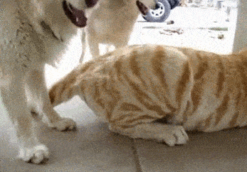 老虎的屁股都敢摸