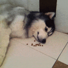 d973edfa08ea43f3b20a5d16474afd69.gif