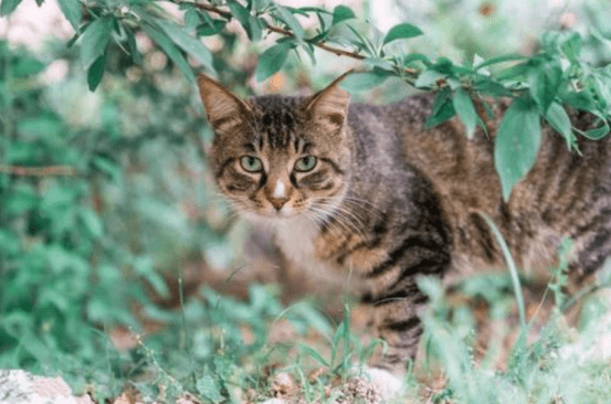 怎么养小猫才能会更粘人 ec68b185f9694caeb2c00a9bbc2e20c3.png