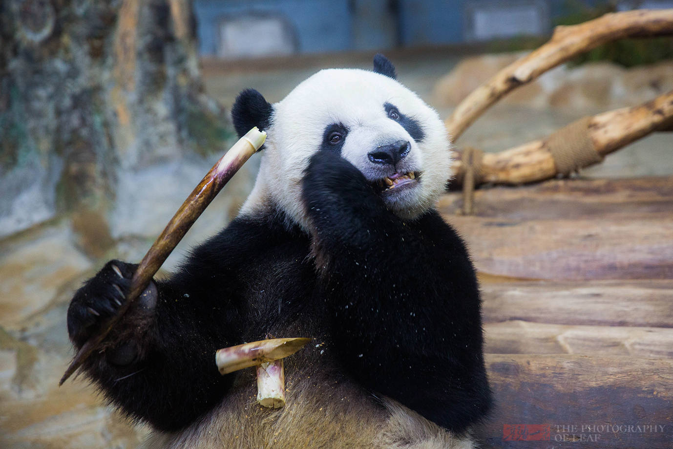 你知道中国最可爱的大熊猫在哪吗？说出来你都不信，它在海南岛(图10)