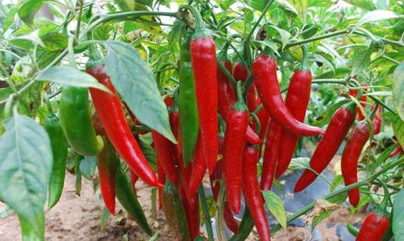 怎么样才能种好辣椒 0cd38b0a57b540289dac7cc225b3d132.jpeg